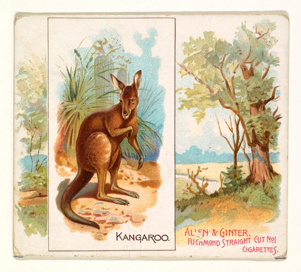 Kangaroo, from Quadrupeds series (N41) for Allen & Ginter Cigarettes MET DP839215