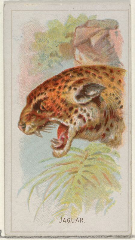 Jaguar, from the Wild Animals of the World series (N25) for Allen & Ginter Cigarettes MET DP836493