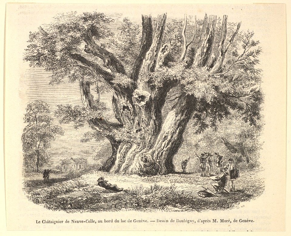 Le Châtaignier de Neuve-Celle, au bord du lac de Genève MET DP822382