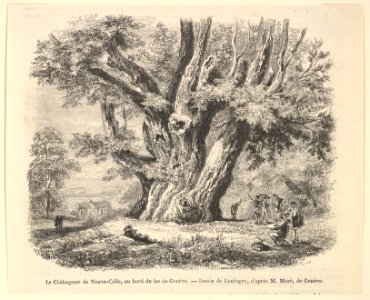 Le Châtaignier de Neuve-Celle, au bord du lac de Genève MET DP822382