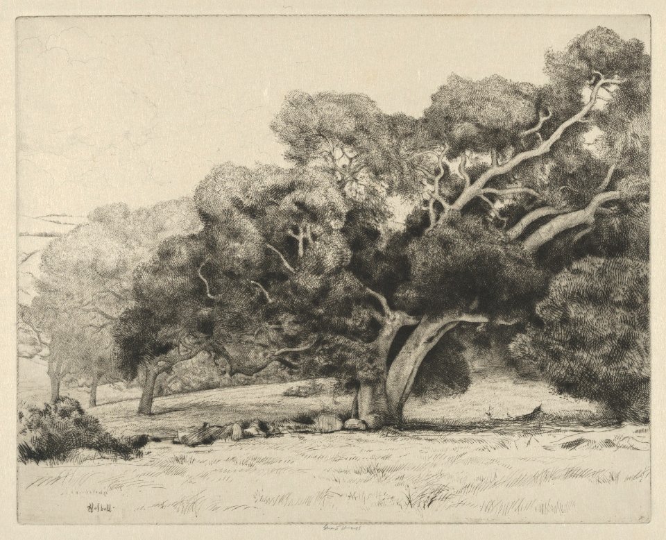 Large Live Oak MET DP846194