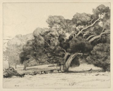 Large Live Oak MET DP846194