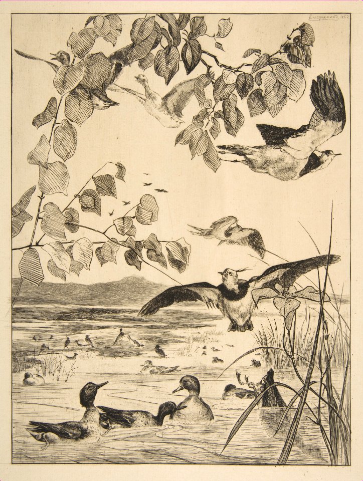 Lapwings and Teals MET DP814127
