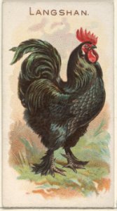 Langshan, from the Prize and Game Chickens series (N20) for Allen & Ginter Cigarettes MET DP835075