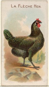 La Flèche Hen, from the Prize and Game Chickens series (N20) for Allen & Ginter Cigarettes MET DP835074