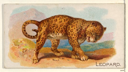 Leopard, from the Quadrupeds series (N21) for Allen & Ginter Cigarettes MET DP835124