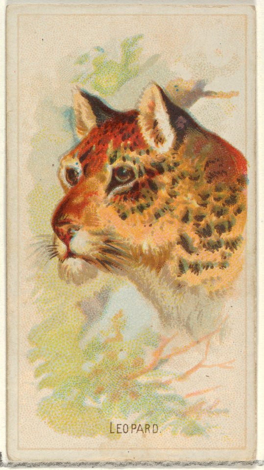 Leopard, from the Wild Animals of the World series (N25) for Allen & Ginter Cigarettes MET DP836494