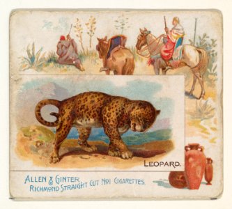 Leopard, from Quadrupeds series (N41) for Allen & Ginter Cigarettes MET DP839216. Free illustration for personal and commercial use.
