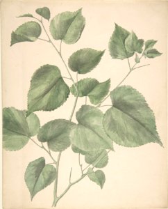 Leaves MET DP806095