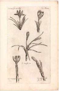 Le Jardin du Roy tres Chrestien Henry IV roy de France et de Navare MET DP273962