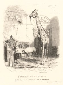 Le Jardin des Plantes, Descriptions et Moeurs des Mammiferes MET DP165292