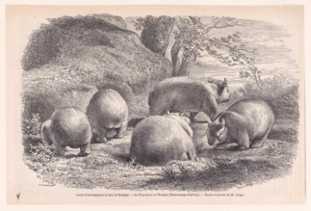 Le Phascolome ou Wombat (Phascolomys latifrons) Met DP888871