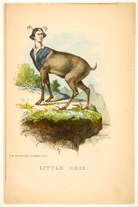 Little Dear, from The Comic Natural History of the Human Race MET DP813076