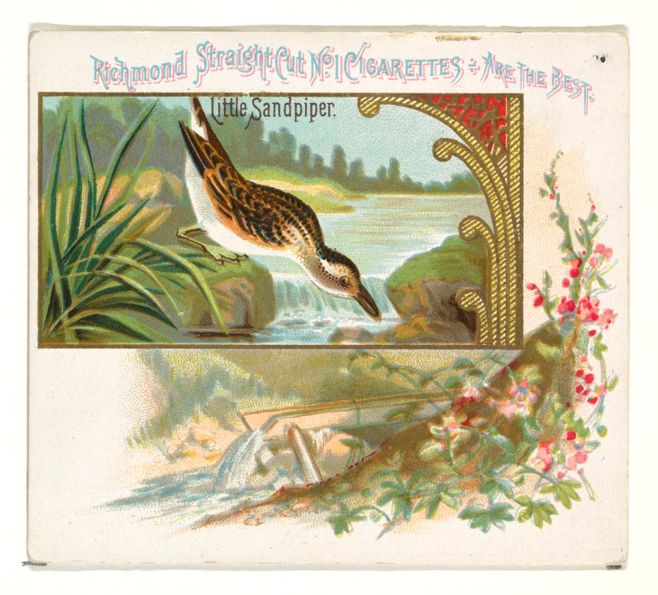 Little Sandpiper, from the Game Birds series (N40) for Allen & Ginter Cigarettes MET DP839157