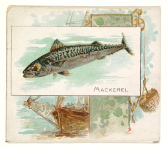 Mackerel, from Fish from American Waters series (N39) for Allen & Ginter Cigarettes MET DP839098