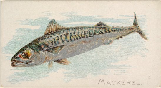 Mackerel, from the Fish from American Waters series (N8) for Allen & Ginter Cigarettes Brands MET DP830397