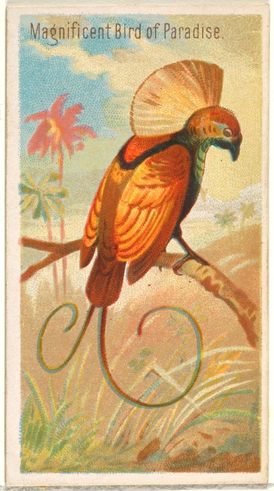 Magnificent Bird of Paradise, from the Birds of the Tropics series (N5) for Allen & Ginter Cigarettes Brands MET DP829137