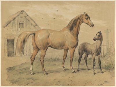Mare and Foal MET DP841227