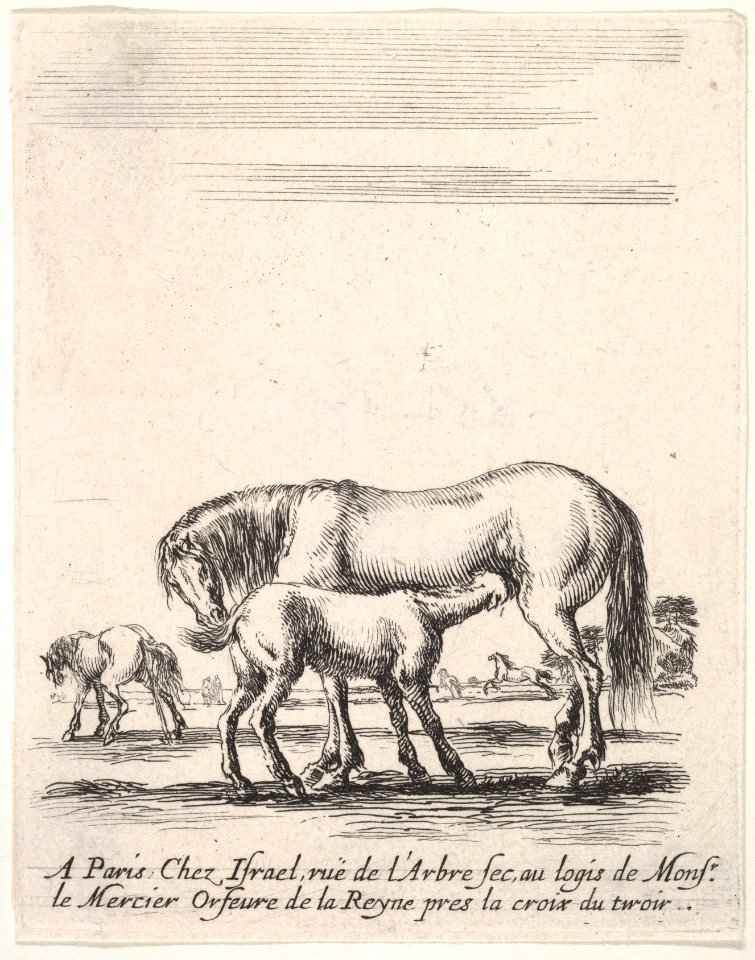 Mare suckling a foal in center, another foal urinating in back left, other horses in the background, from 'Various cavalry exercises' (Diverses exercices de cavalerie) MET DP833132