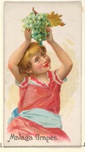 Malaga Grapes, from the Fruits series (N12) for Allen & Ginter Cigarettes Brands MET DP834628