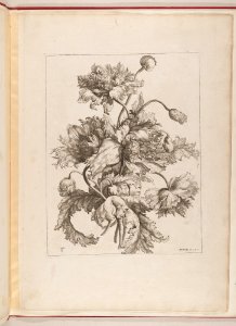 Livre de Toutes Sortes De Fleurs D'apres Nature MET DP210743