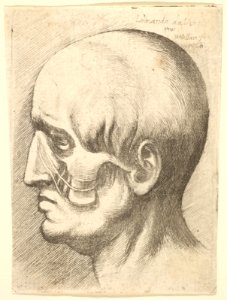 Male head in profile to left with muscles exposed MET DP823724