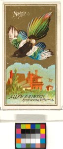 Magpie, from the Birds of America series (N4) for Allen & Ginter Cigarettes Brands MET DP828759
