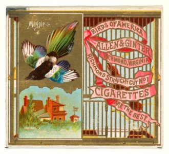 Magpie, from the Birds of America series (N37) for Allen & Ginter Cigarettes MET DP838983