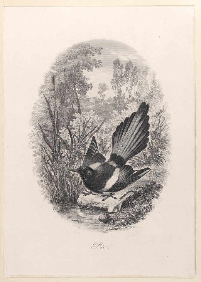 Magpie Met DP884930
