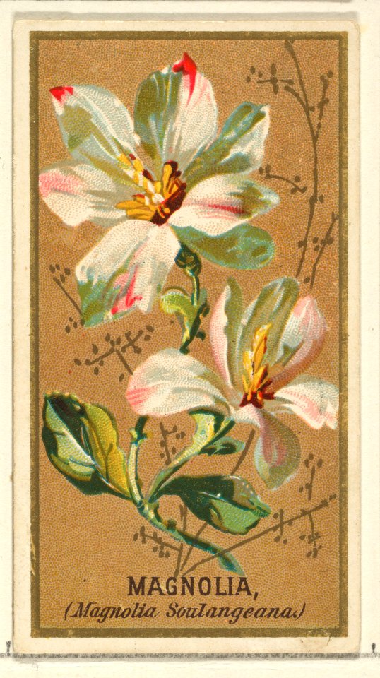 Magnolia (Magnolia Soulangeana), from the Flowers series for Old Judge Cigarettes MET DP822045