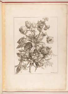Livre de Toutes Sortes De Fleurs D'apres Nature MET DP210741