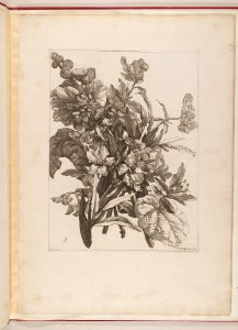 Livre de Toutes Sortes De Fleurs D'apres Nature MET DP210744