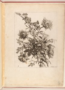 Livre de Toutes Sortes De Fleurs D'apres Nature MET DP210737