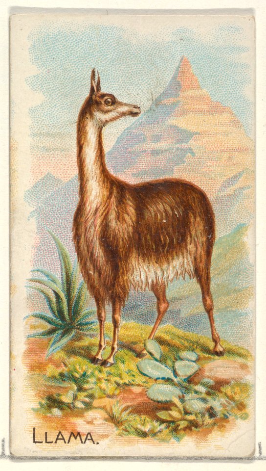 Llama, from the Quadrupeds series (N21) for Allen & Ginter Cigarettes MET DP835126
