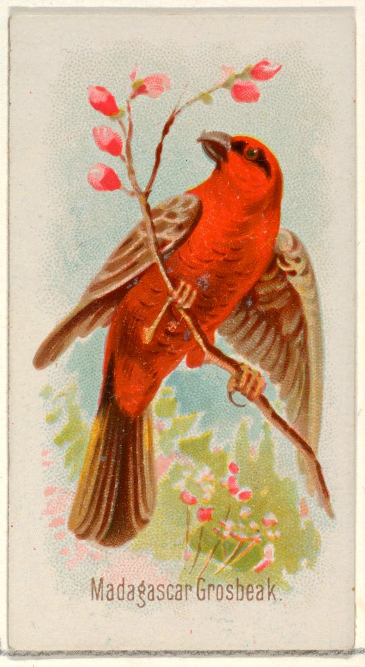 Madagascar Grosbeak, from the Song Birds of the World series (N23) for Allen & Ginter Cigarettes MET DP835278