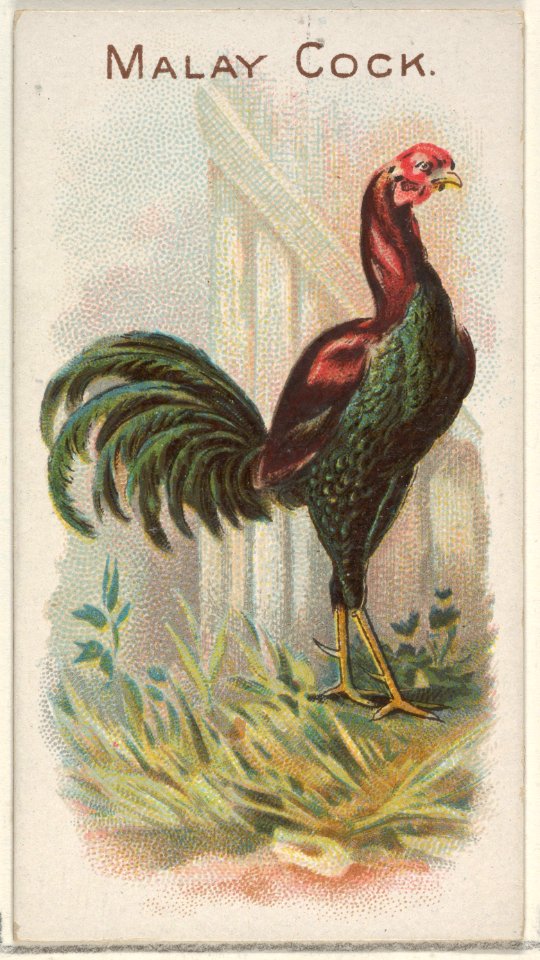 Malay Cock, from the Prize and Game Chickens series (N20) for Allen & Ginter Cigarettes MET DP835076