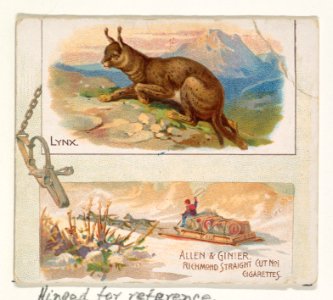 Lynx, from Quadrupeds series (N41) for Allen & Ginter Cigarettes MET DP839219