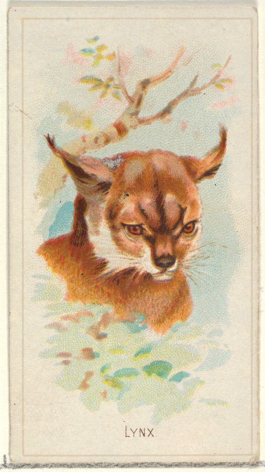 Lynx, from the Wild Animals of the World series (N25) for Allen & Ginter Cigarettes MET DP836495