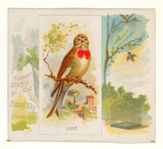 Linnet, from the Song Birds of the World series (N42) for Allen & Ginter Cigarettes MET DP839262