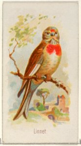 Linnet, from the Song Birds of the World series (N23) for Allen & Ginter Cigarettes MET DP835277