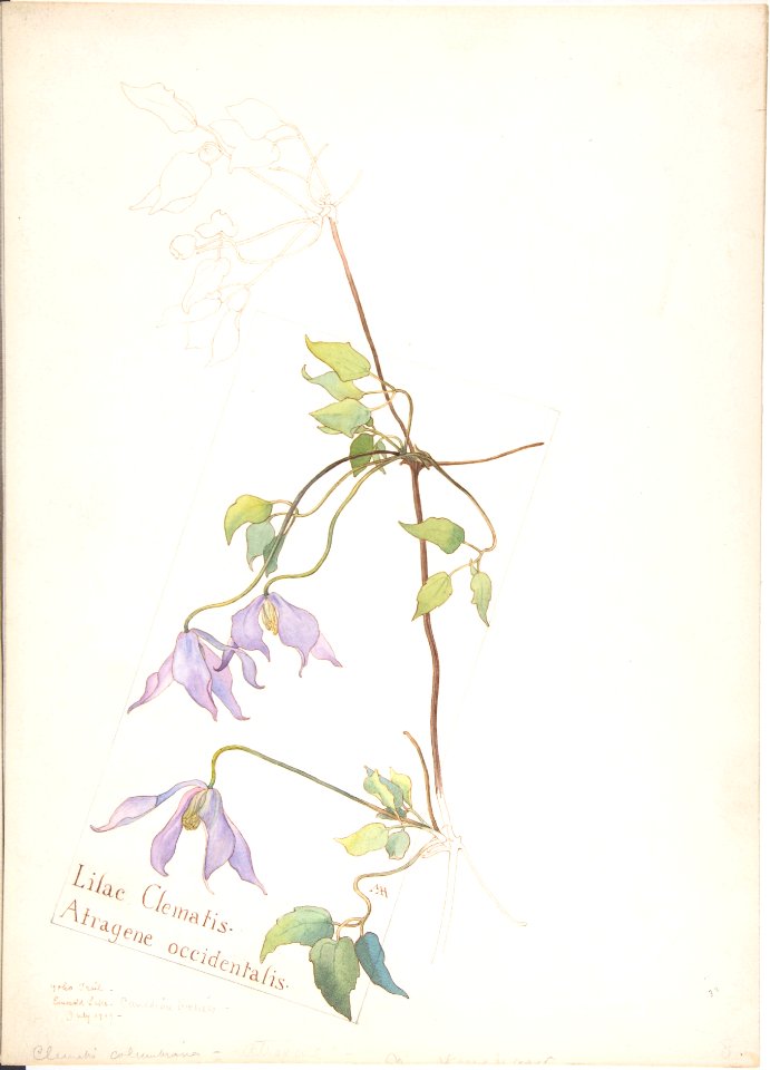 Lilac Clematis, Atragene occidentalis MET DP808345