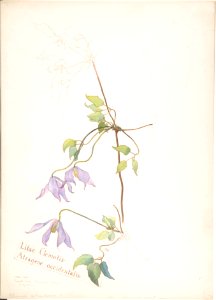 Lilac Clematis, Atragene occidentalis MET DP808345