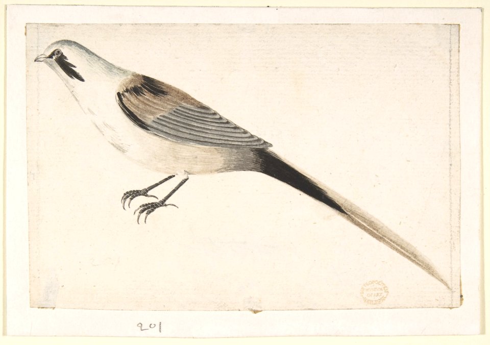 Long-Tailed Bird Seen in Profile. MET DP809437