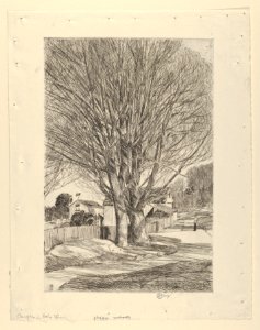 Maples in Early Spring MET DP836006