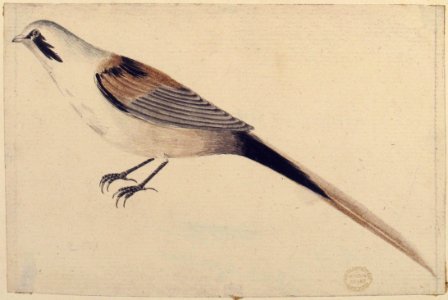 Long-Tailed Bird Seen in Profile. MET 80.3.201