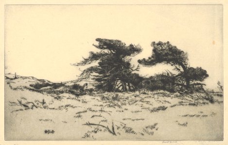 Lighthouse Pines No. 2 MET DP845708
