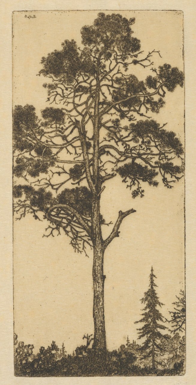 Little Pitch Pine MET DP845690