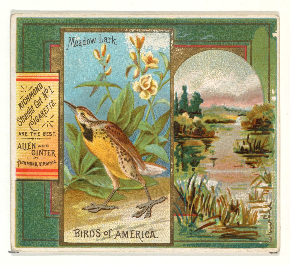 Meadow Lark, from the Birds of America series (N37) for Allen & Ginter Cigarettes MET DP838985
