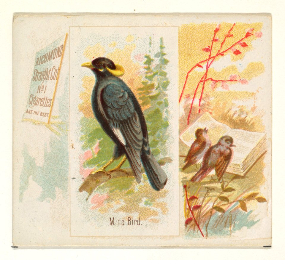 Mino Bird, from the Song Birds of the World series (N42) for Allen & Ginter Cigarettes MET DP839266