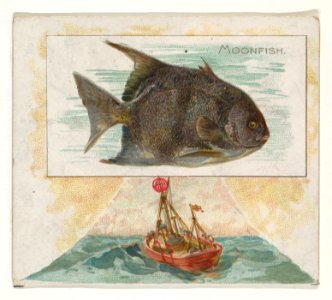 Moonfish, from Fish from American Waters series (N39) for Allen & Ginter Cigarettes MET DP839099